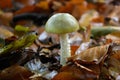 Death cap Amanita phalloides, growing in leaf litter